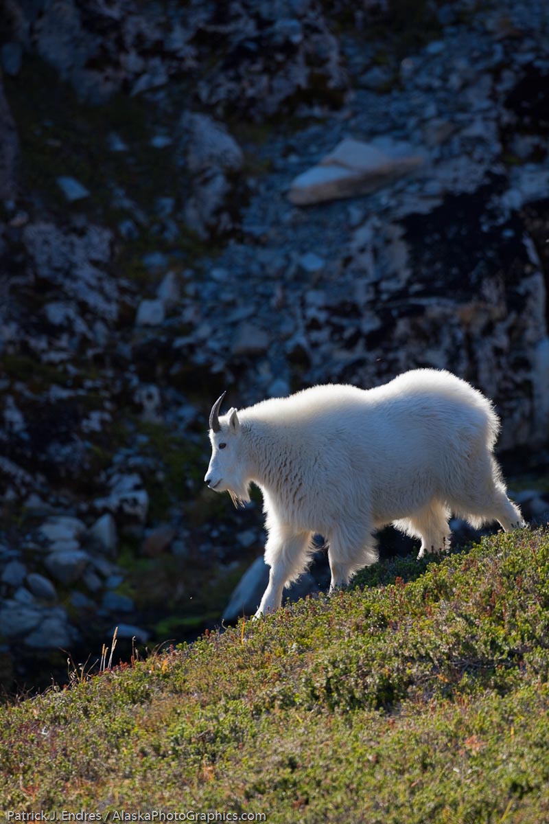 Mountain goat, Kenai Fjords National Park, Kenai mountains, Kenai Peninsula, southcentral, Alaska. Canon 5D Mark II, 500mm f/4l IS, 1/320 sec @f5.6, ISO 100.