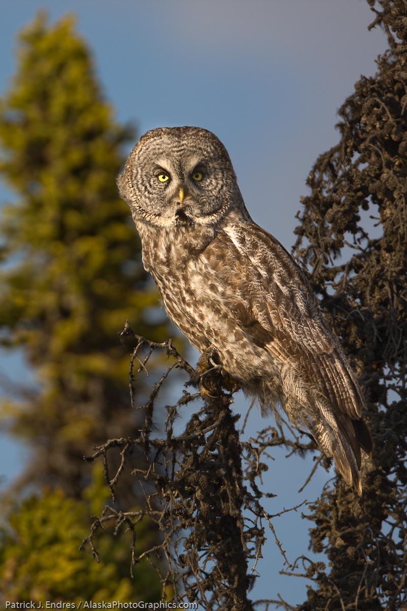 Great Gray owl in black spruce trees, southcentral, Alaska.