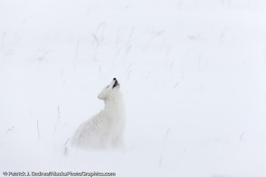 Arctic fox in a ground blizzard on Alaska's arctic north slope. The fox is looking up because a flock of 8 ravens were trying to steal a piece of meat that it was desperately trying to burry. Canon 1Ds Mark III, 500mm f/4L IS, 1/500 sec @ f/9, ISO 800.