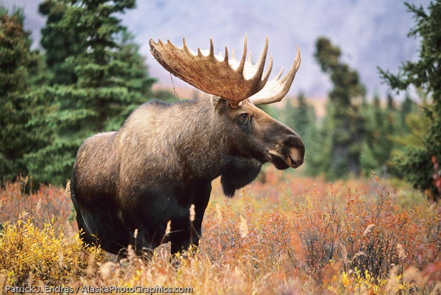 A decent stand alone photo of a bull moose. It lacks however the uesfull surrounding space that would make it a candidate for a wrap around cover, or two page opening spread.