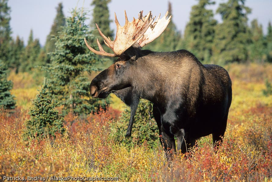 Tight shot of a bull moose. A typical calendar type photo.