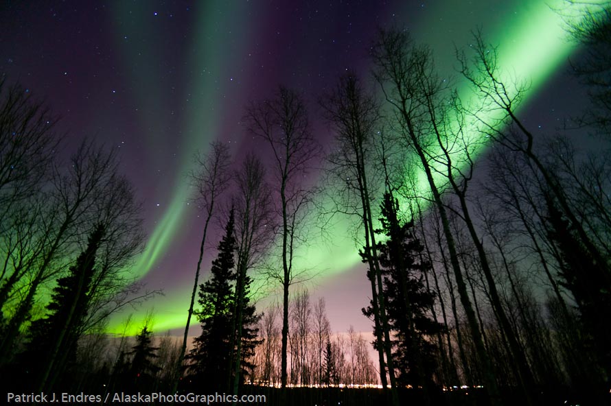 Aurora borealis and boreal forest, Fairbanks, Alaska
