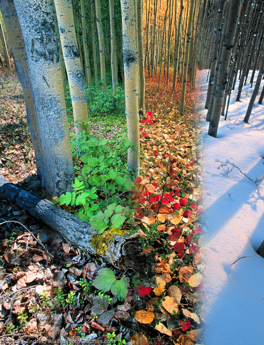 DIGITAL COMPOSITE: Boreal forest of spruce trees in four seasons, Fairbanks, Alaska. Canon EOS 3, 24mm prime
