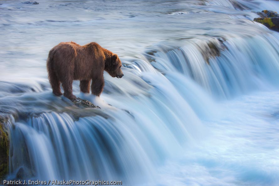 Brown bear fishes for salmon at the Brooks river falls in early morning light, Katmai National Park, southwest, Alaska. Canon 1Ds Mark III, 100-400L IS, (150mm),  .8 sec @ f/32, ISO 50