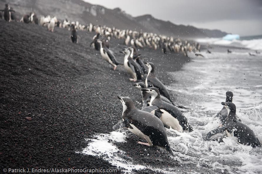 Chinstrap penguins landing on Bailey Head, Deception Island, Antarctica. Canon 1Ds Mark III, 24-105 (80mm) 1/640 sec @ f/4, ISO 800.