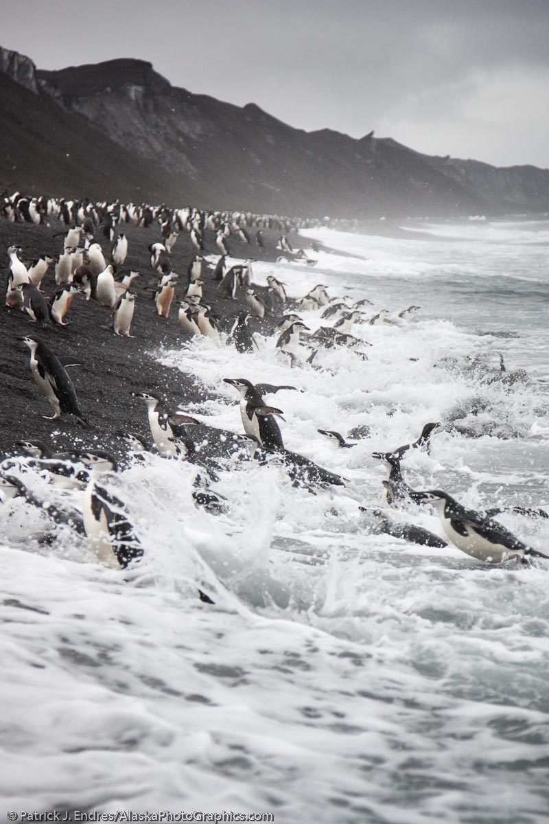 Chinstrap penguins landing on Bailey Head, Deception Island, Antarctica. Canon 1Ds Mark III, 24-105 (60mm) 1/500 sec @ f/4, ISO 100.