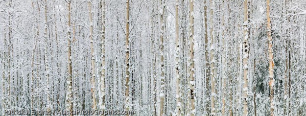 Snowy birch trees in Fairbanks, Alaska