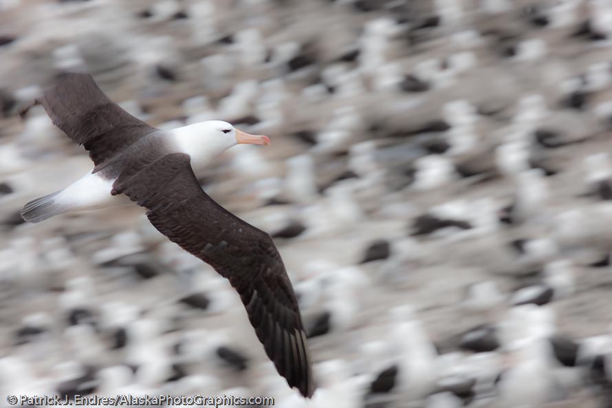 Black-browed albatross, Steeple Jason Island, Falkland Islands. Canon 1Ds Mark III, 400mm f/4 DO, 1/200 sec @ f/16, ISO 200