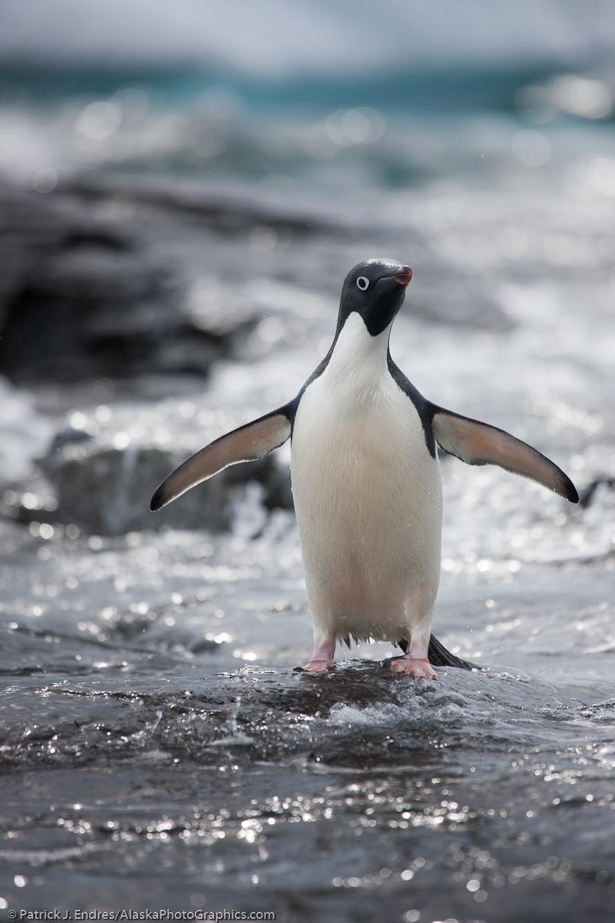 Adelie penguins, Shingle Cove, Coronation Island, South Orkney Islands. Canon 1Ds Mark II, 100-400 f/5.6L IS (400mm), 1/800 sec @ f/6.3, ISO 400.