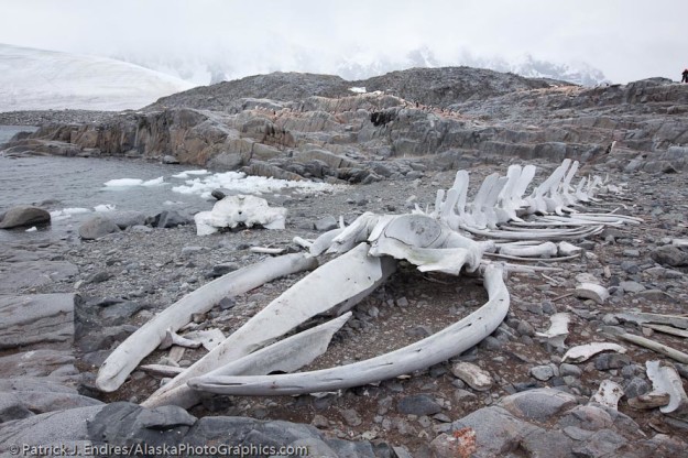 Re articulated whale skeleton, Port Lockroy, Wiencke Island, Antarctica.