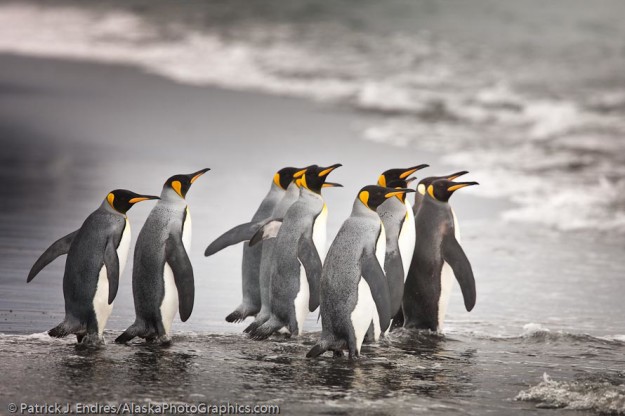 King penguins at Salisbury Plain along the north coast of South Georgia Island.