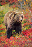 Female grizzly bear in autumn blueberry patch, Denali National Park, Alaska