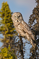 Great Gray owl in black spruce trees, southcentral, Alaska.