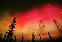 Rare red aurora borealis over spruce and birch trees in Fairbanks, Alaska.