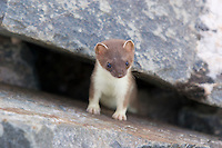 Short-tailed weasel peers out from boulder rubble in the Alaska range mountains. Also called Ermines, grow to be about 14-17 inches long and are known to be master predators, consuming 40% of their body weight daily.