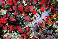 Willow Ptarmigan feather on red bearberry, autumn, Denali National Park, Alaska.