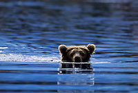 Brown bear in Brooks river, Katmai National Park, Alaska