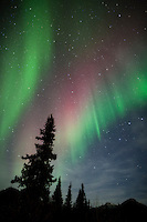 Aurora borealis and spruce trees, arctic, Alaska.