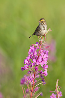 Savannah sparrow, Creamer's Field Migratory Waterfowl Refuge, Fairbanks, Alaska.