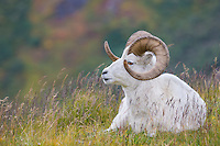 Dall sheep ram on a mountain ridge in Denali National Park, interior, Alaska.