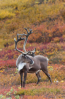 Bull caribou in colorful autumn tundra, Denali National Park, interior, Alaska.