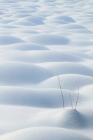 A branch sticks out of the snow covered tussocks on the tundra, Arctic, Alaska