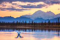 Tundra swans in small pond, view of the north and south summits of Mt McKinley, locally called "Denali", North America's tallest mountain, 20,320 ft.