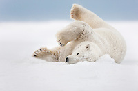 Polar bear rolls in the snow on an island in the Beaufort Sea on Alaska's arctic coast.