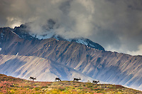 Bull caribou travel across a mountain ridge in the Alaska range mountains, Denali National Park, interior, Alaska.