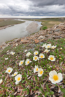 Mountain aven wildflowers along the cliff of the Etivluk river, arctic, National Petroleum Reserve, Alaska.