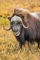 Muskox on Alaska's arctic north slope.