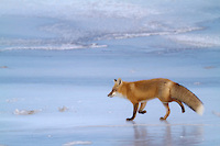 Red fox trots across the icy surface of a frozen stream on Alaska's arctic north slope.
