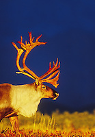 Bull caribou on autumn Tundra in Denali National Park, Alaska