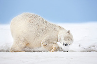 Female polar bear rubs her neck in the snow on an island in the Beaufort Sea on Alaska's arctic coast.