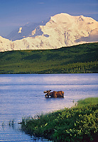 Bull moose feeds in Wonder lake, snow covered mount McKinley in the distance, Denali National Park, Alaska.