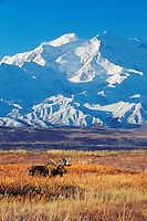 Bull moose in autumn tundra grasses in front of Mount McKinley (Denali) in Denali National Park, Alaska.