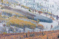 Early snowfall in the boreal forest in the hills surrounding Fairbanks,  Alaska.