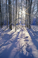 Winter sunrise through snow covered birch trees, Fairbanks, Alaska