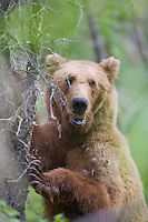 Brown bear in the forest around Katmai National park, Alaska
