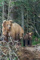 Female brown bear with spring cubs at the edge of a forest surveys the land for other bears, Katmai National Park, Alaska