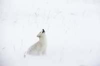 Arctic fox in a ground blizzard on Alaska's arctic north slope. The fox is looking up because a flock of 8 ravens were trying to take a piece of meat that it was desperately trying to burry.