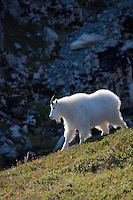 Mountain goat, Kenai Fjords National Park, Kenai mountains, Kenai Peninsula, southcentral, Alaska.