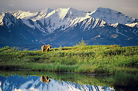 Female grizzly bear basks in the morning sun near a small tundra pond in Denali National Park, Alaska, snow covered Alaska mountain range in the distance.