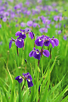 Wild iris, summer meadow, Healy, Alaska