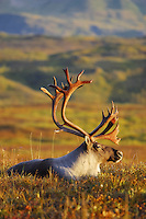 Bull caribou bedded down on the autumn tundra in Denali National Park, Alaska.
