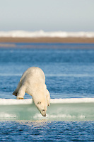 Polar bear on ice berg in the Beaufort Sea, off the coast of Barter Island, Kaktovik, Alaska