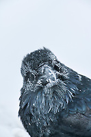 Common Raven with frosted feathers in minus 40 degree temperatures, Fairbanks, Alaska