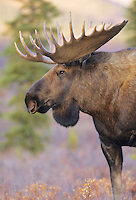 Bull Moose stands on the tundra in Denali National Park, Alaska