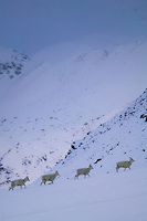 Four dall sheep ewes walk in a line through the snow in Atigun Pass, Brooks Range, Alaska