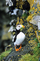 Horned Puffin with nesting grass in beak, St. Paul Island, Pribilof Islands, Alaska.